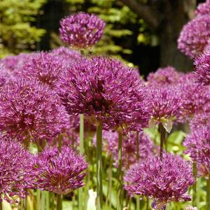 Allium Purple Sensation en Mélange (x10)